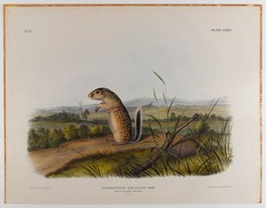 Meksikon murmeli-orava tekijältä John James Audubon