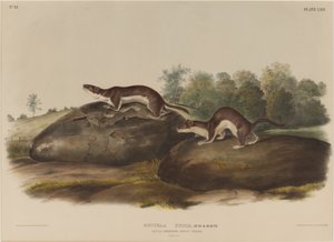 Weasel Shadows tekijältä John James Audubon