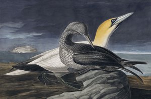 Northern Gannet, Morus Bassanus, John J. Audubonin "The Birds of America" -julkaisusta, pub. 1827-38 tekijältä John James Audubon