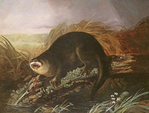 Sauko kiinni ansaan tekijältä John James Audubon