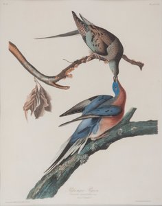 Matkustajakyyhkynen tekijältä John James Audubon