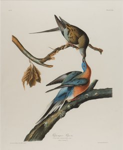 Matkustajakyyhkynen, 1827-1838 (wc paperilla) tekijältä John James Audubon