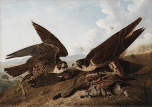 Peregrine Falcons (Duck Hawks) tekijältä John James Audubon