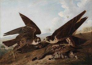 Peregrine Falcons tekijältä John James Audubon