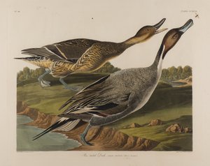 Pin Tailed Duck, 1834 (wc paperilla) tekijältä John James Audubon