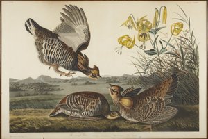 Preeriakana tekijältä John James Audubon
