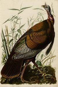 Birds of America -levy 1, joka kuvaa villiä Turkkia. tekijältä John James Audubon