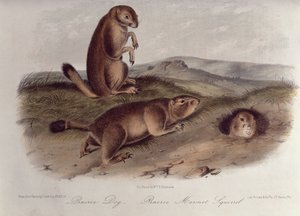 Preeriakoira elokuvasta "Quadrupeds of North America", 1842-5, (litografia) tekijältä John James Audubon