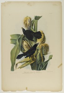 Purple Grackle tai Common Crow Blackbird, paina Julien Bien ja julkaisi Roe Lockwood & Son, 1861 (kromolitografia) tekijältä John James Audubon