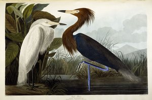 Purple Heron, n. 1835 tekijältä John James Audubon