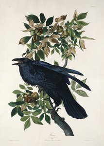 Korppi teoksesta *Birds of America* (1827) tekijältä John James Audubon