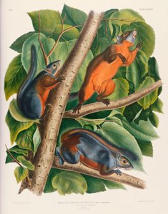 Punavatsa-orava tekijältä John James Audubon