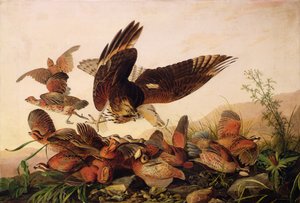 Red-Shouldered Hawk Attacking Bobwhite Partridges, 1827 tekijältä John James Audubon
