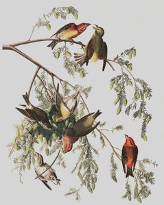 Red Crossbill, Loxia Curvirostra, John J. Audubonin "The Birds of America" -julkaisusta, pub. 1827-38 tekijältä John James Audubon