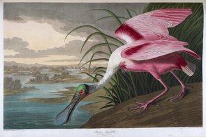 Ruusuinen lusikkanokka. Aikuinen mies tekijältä John James Audubon