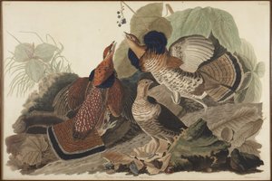 Pyykana tekijältä John James Audubon