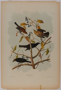 Rusty Grackle tekijältä John James Audubon