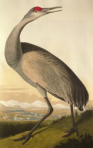 Sandhill Crane, teoksesta "Birds of America", kaiverrus Robert Havell (1793-1878) 1835