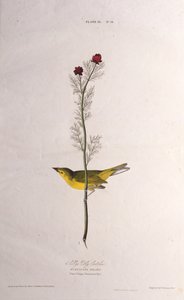 Selbys Perhosieppari. Teoksesta The Birds of America, 1827-1838. tekijältä John James Audubon