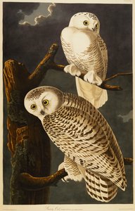 Luminen pöllö tekijältä John James Audubon