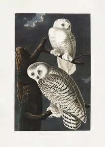 Lumikettu teoksesta *Birds of America* (1827) tekijältä John James Audubon