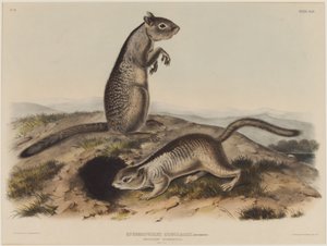 Spermophilus Douglassii (kaksi Douglas-oravat) tekijältä John James Audubon