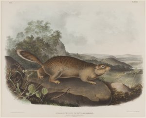 Spermophilus Parry (Parryn murmeliorava) tekijältä John James Audubon