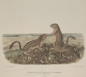 Spermophilus Tridecemlineatus (kaksi leopardi-oravat) tekijältä John James Audubon