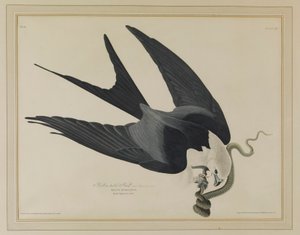 Pääskyliitäjä tekijältä John James Audubon