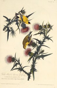 Amerikkalainen kultatippu. Teoksesta The Birds of America, 1827-1838. tekijältä John James Audubon