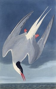 Arktinen tiira. Elokuvasta The Birds of America, 1827-1838. tekijältä John James Audubon