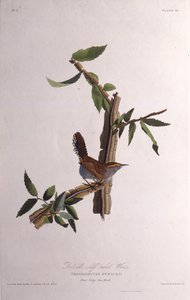 Bewicks wren. Teoksesta The Birds of America, 1827-1838. tekijältä John James Audubon