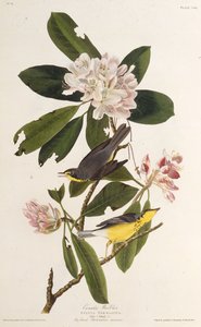 Kanadan kota. Teoksesta The Birds of America, 1827-1838. tekijältä John James Audubon