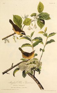 Marylandin keltakurkku. Teoksesta The Birds of America, 1827-1838. tekijältä John James Audubon