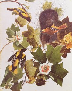 Huonekalut ja erilaiset esineet 1100- ja 1300-luvuilta tekijältä John James Audubon
