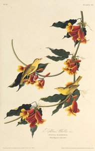 Rathbone Warbler. Teoksesta The Birds of America, 1827-1838. tekijältä John James Audubon