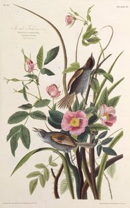 Merenpuoleinen peippo. Elokuvasta The Birds of America, 1827-1838. tekijältä John James Audubon