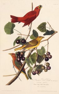 Kesän punainen lintu. Elokuvasta The Birds of America, 1827-1838. tekijältä John James Audubon