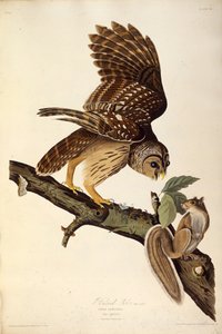 Pöllö. Teoksesta The Birds of America, 1827-1838. tekijältä John James Audubon