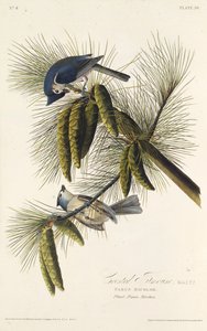 Mustaharjatiainen. Teoksesta The Birds of America, 1827-1838. tekijältä John James Audubon