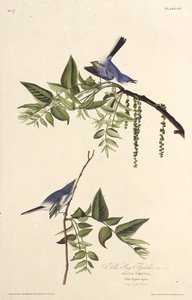 Siniharmaa sääskäsieppaaja. Teoksesta The Birds of America, 1827-1838. tekijältä John James Audubon