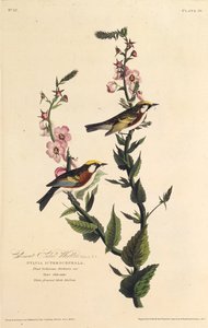 Kastanjapuolinen kotula. Teoksesta The Birds of America, 1827-1838. tekijältä John James Audubon