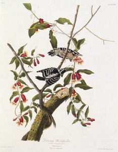 Untuhatikka. Teoksesta The Birds of America, 1827-1838. tekijältä John James Audubon