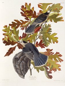 Harmaa jay. Teoksesta The Birds of America, 1827-1838. tekijältä John James Audubon