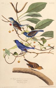 Indigolinnut. Teoksesta The Birds of America, 1827-1838. tekijältä John James Audubon