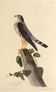 Merlin. Teoksesta The Birds of America, 1827-1838. tekijältä John James Audubon