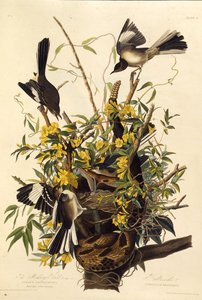 Pohjoinen pilkkalintu. Teoksesta The Birds of America, 1827-1838. tekijältä John James Audubon
