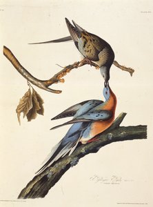 Matkustajakyyhkynen. Teoksesta The Birds of America, 1827-1838. tekijältä John James Audubon