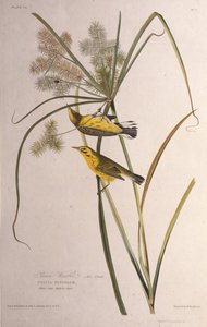 Preeriakoukku. Teoksesta The Birds of America, 1827-1838. tekijältä John James Audubon