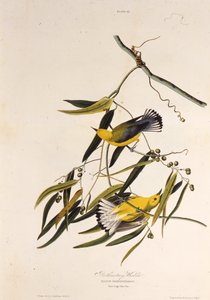Protonotaarinen kotukka. Teoksesta The Birds of America, 1827-1838. tekijältä John James Audubon